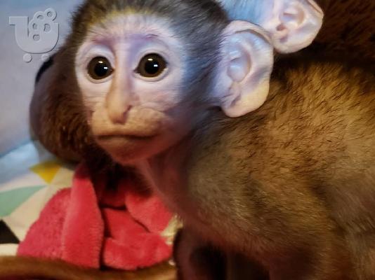 PoulaTo: Battle Fed Capuchin πιθήκους χρειάζονται νέα σπίτια
